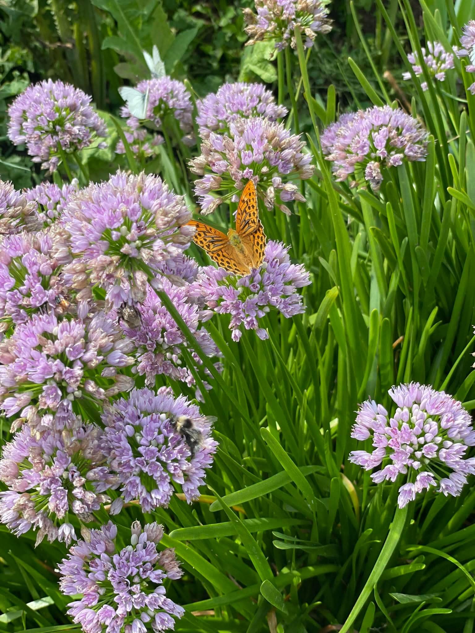 Lila blommor med fjäril och humla